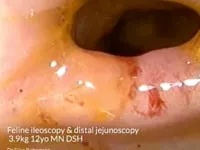 EVR Feline ileoscopy and distal jejunoscopy